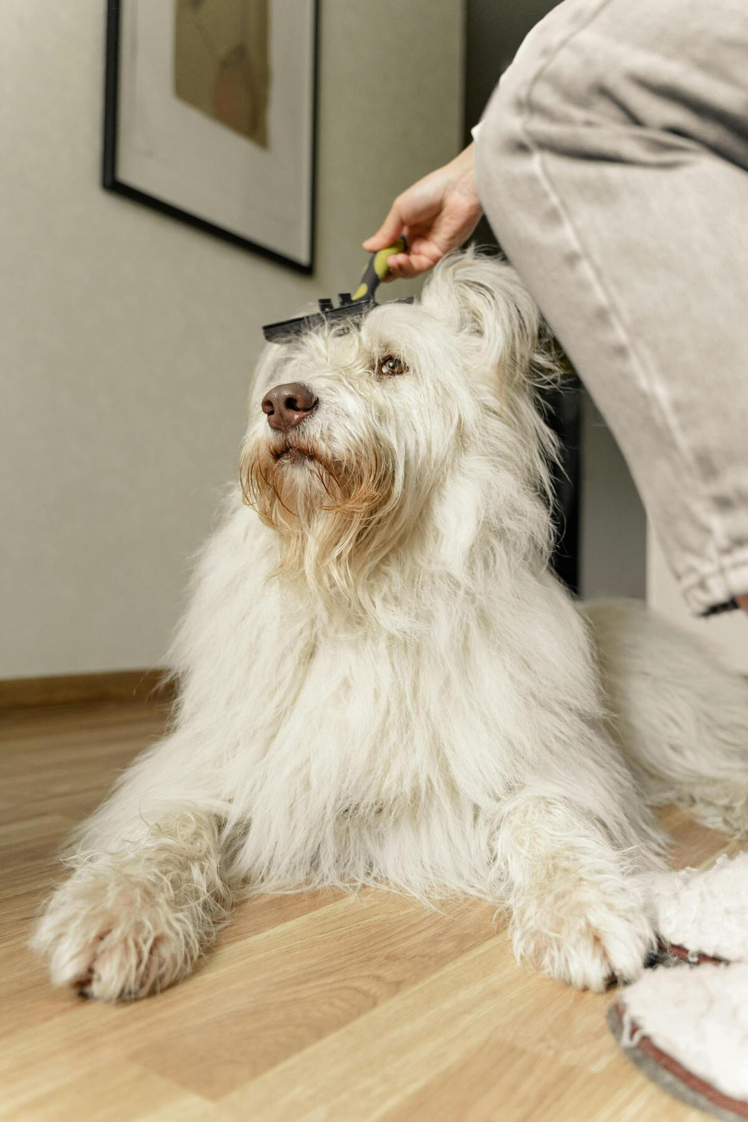 Keep Your Pet Looking and Feeling Great with These Essential Grooming Products - Pawtique