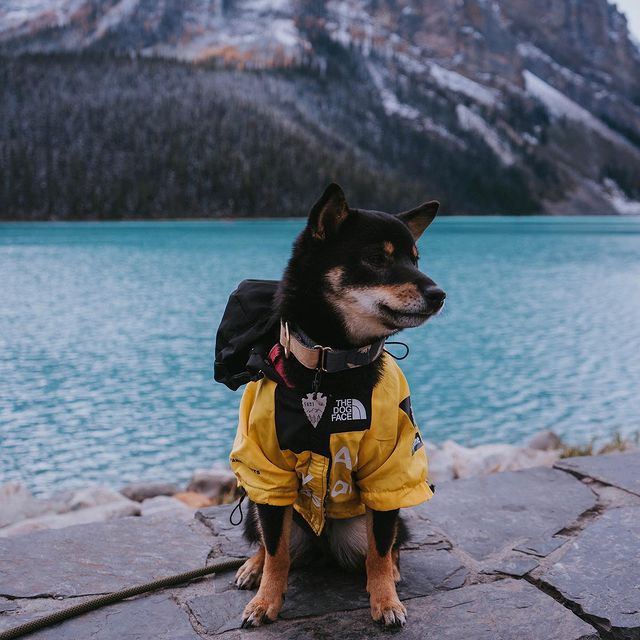 Dog outdoor waterproof Stormproof Jacket supreme - Pawtique