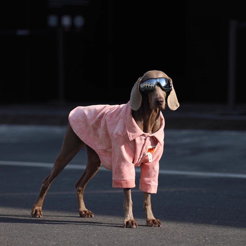 Pink Corduroy Shirt - Pawtique